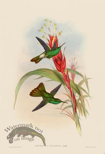 Gould Hummingbird 090